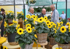 De Sunfinity van Syngenta het tweede jaar dat hij te zien is maar die dit jaar zijn eerste commerciële jaar draait en wordt gekweekt bij Apartus. De enige die deze kweekt voor de Nederlandse markt op dit moment.